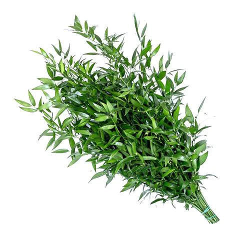 Italian Ruscus