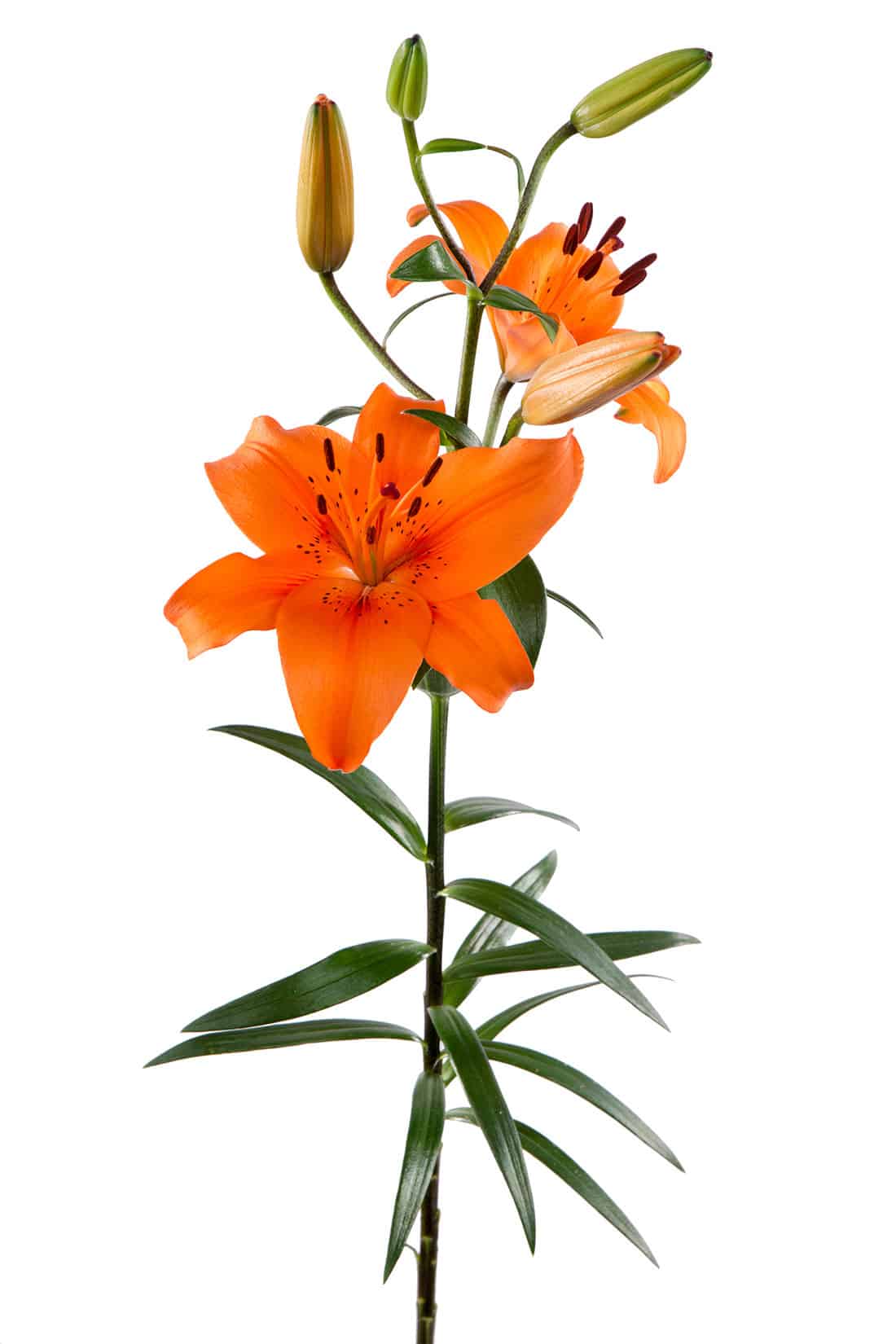 Tiger Lilies