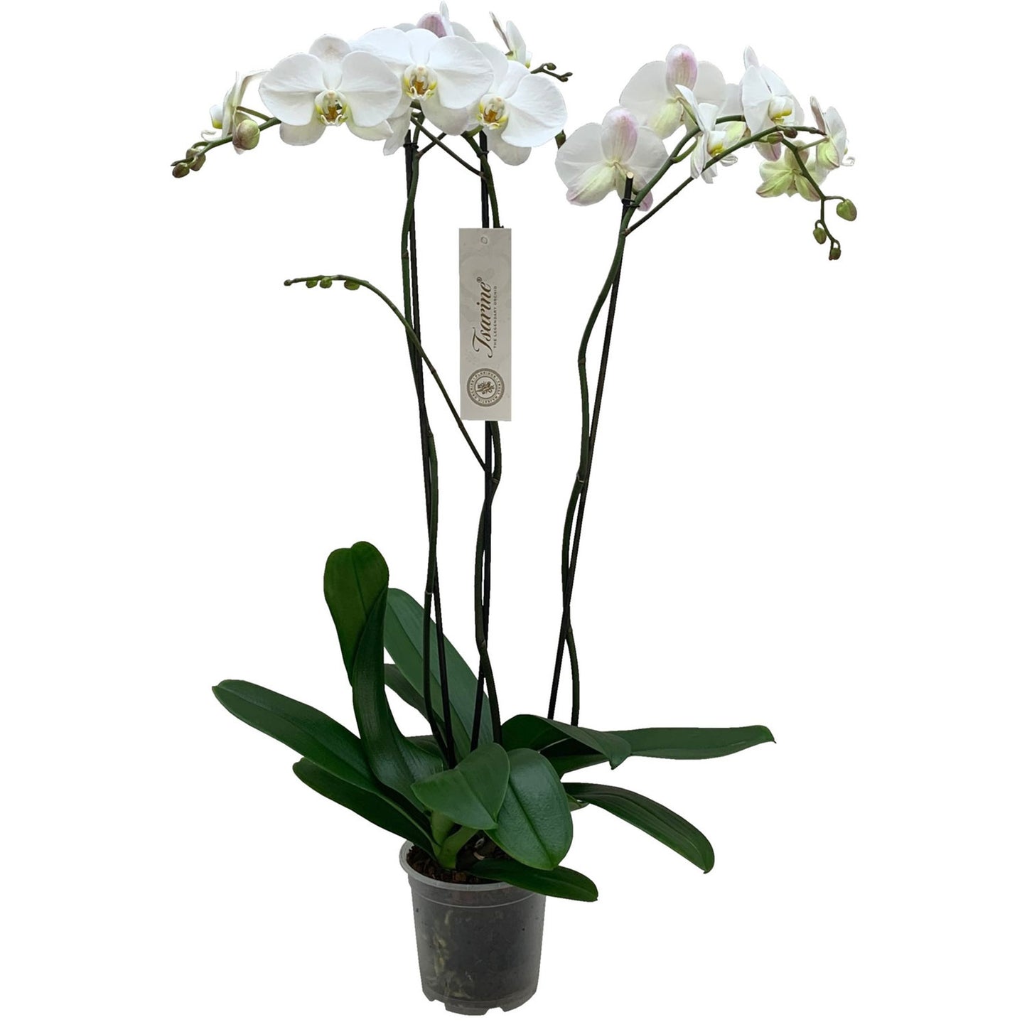 Phalaenopsis Orchids