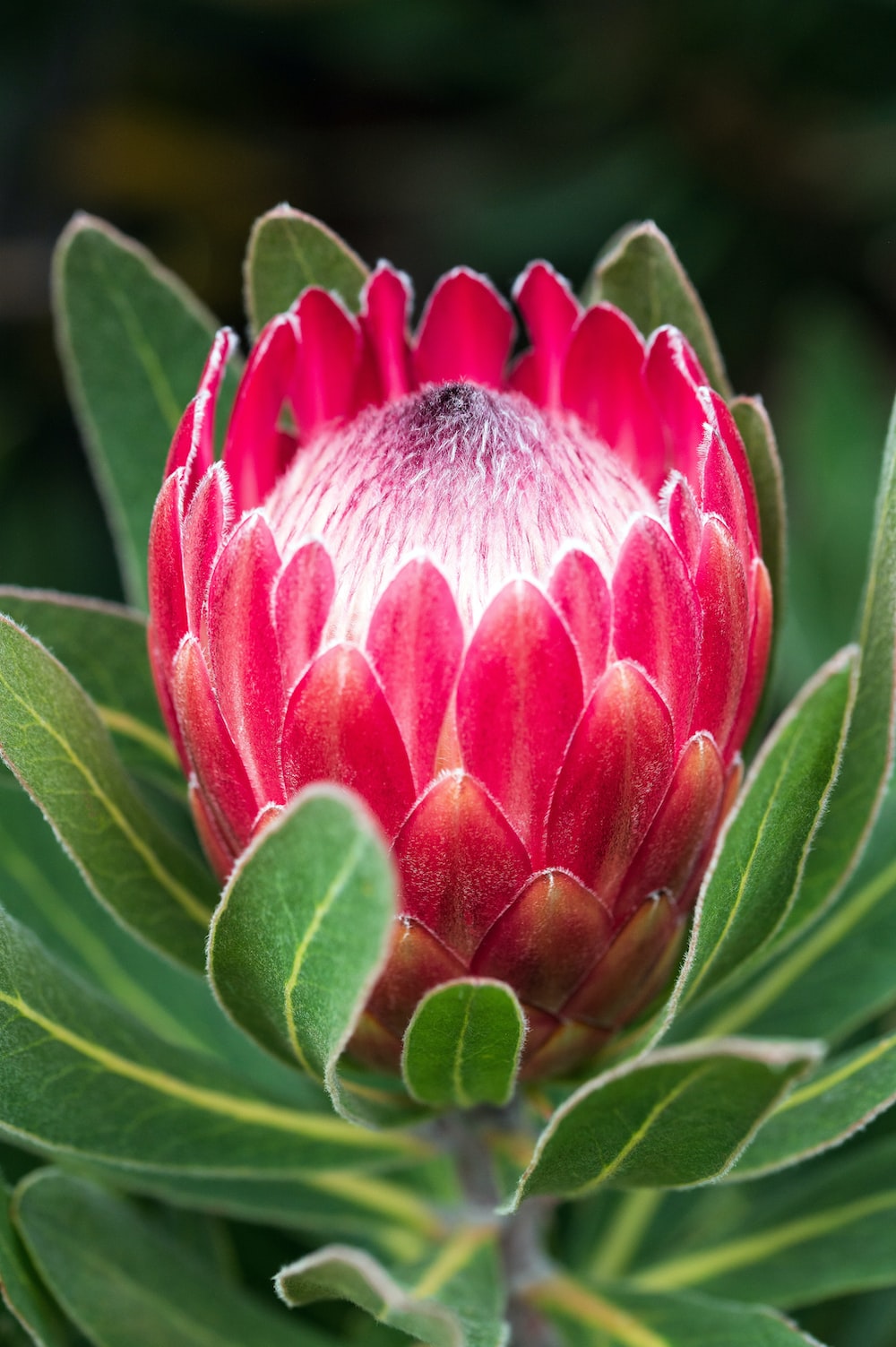 Protea