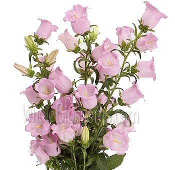 Campanula