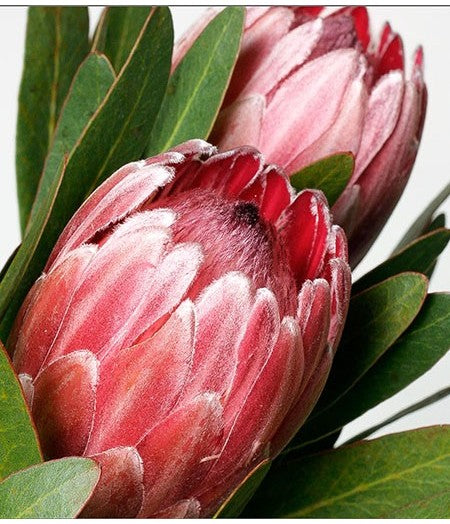 Protea