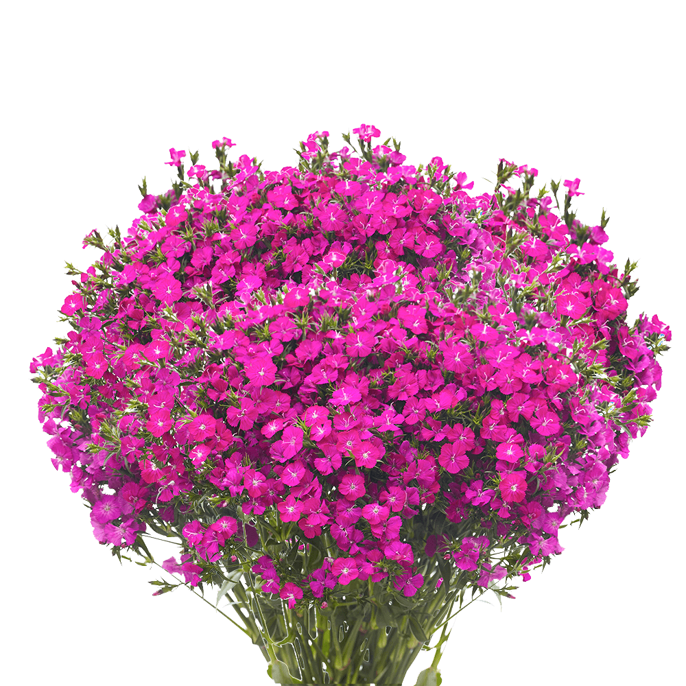 Gypsy Dianthus