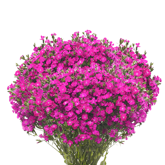 Gypsy Dianthus