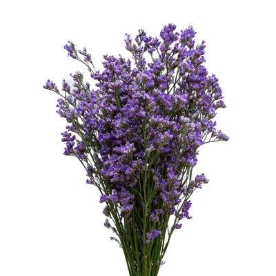 Limonium