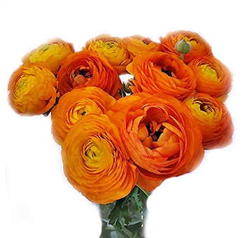 Ranunculus