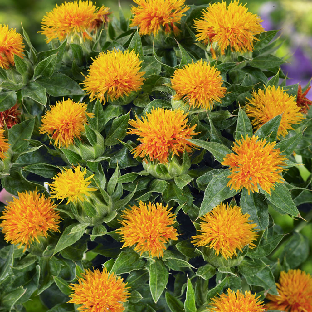 Safflower