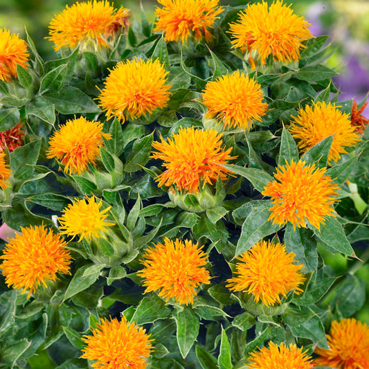 Safflower