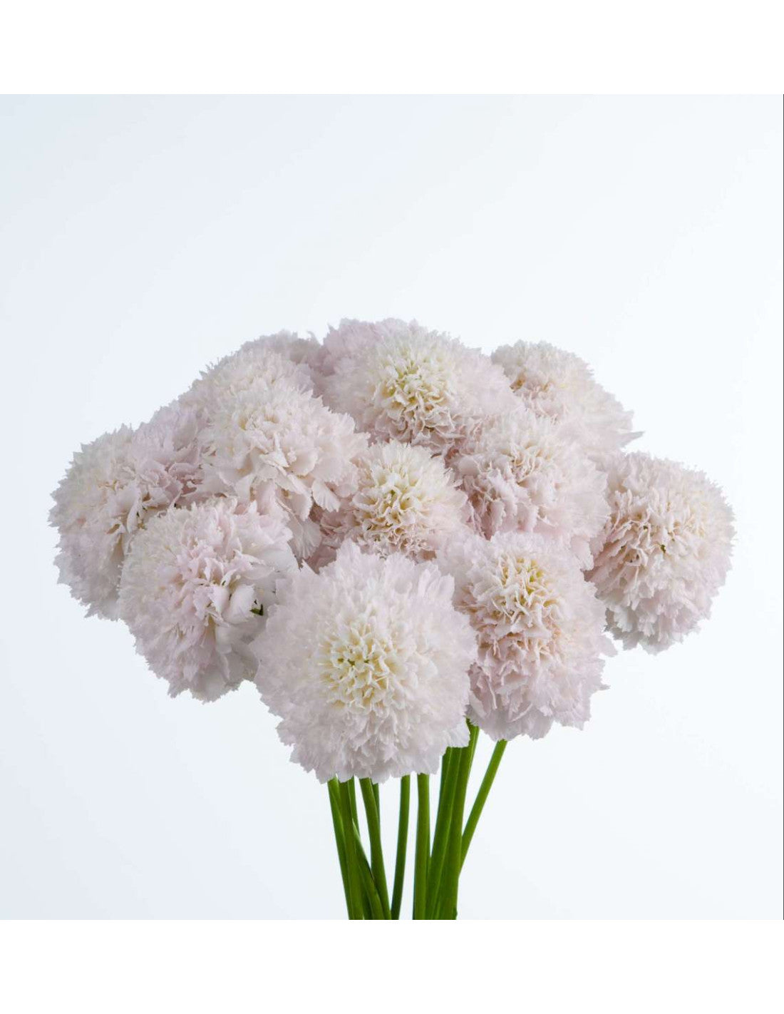 Scabiosa