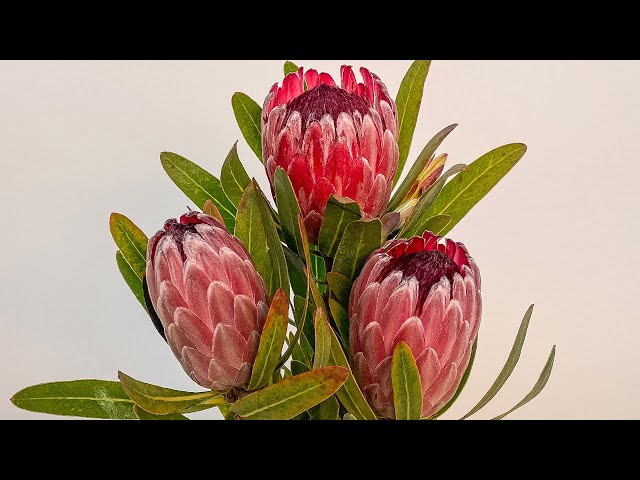 Protea