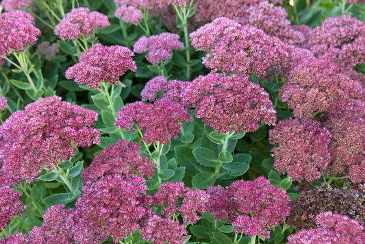 Sedum