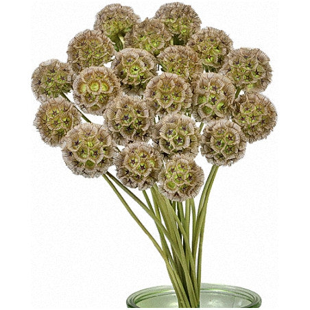 Scabiosa Pod