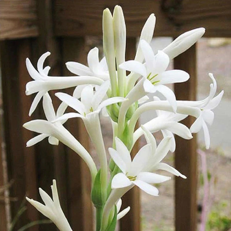 Tuberose