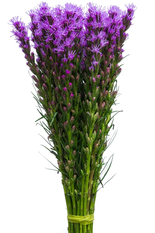 Liatris