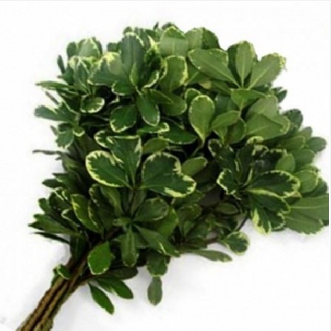 Pittosporum