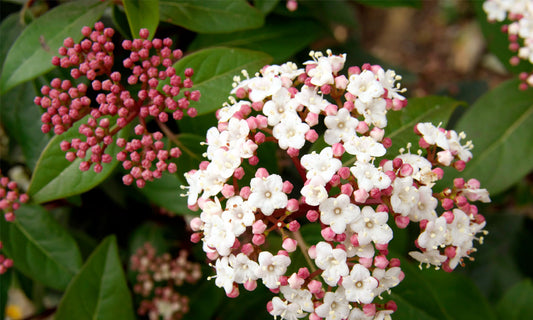 Viburnum