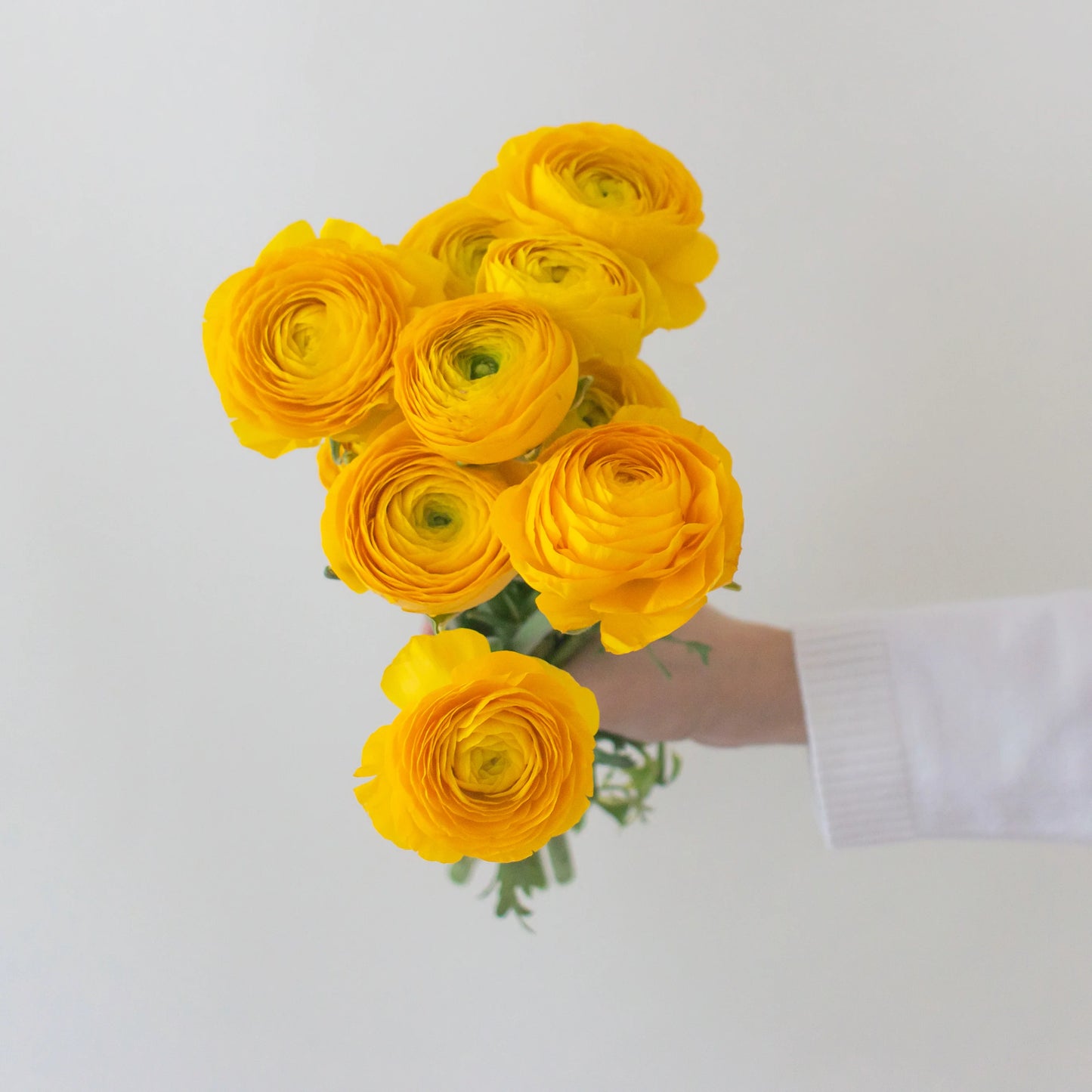 Ranunculus