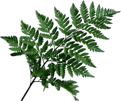 Leather Leaf